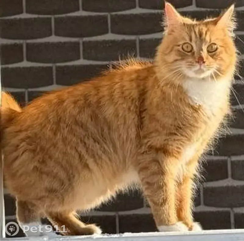 Пропал кот, проспект Римского-Корсакова, Санкт-Петербург - рыжий с белыми лапами - photo