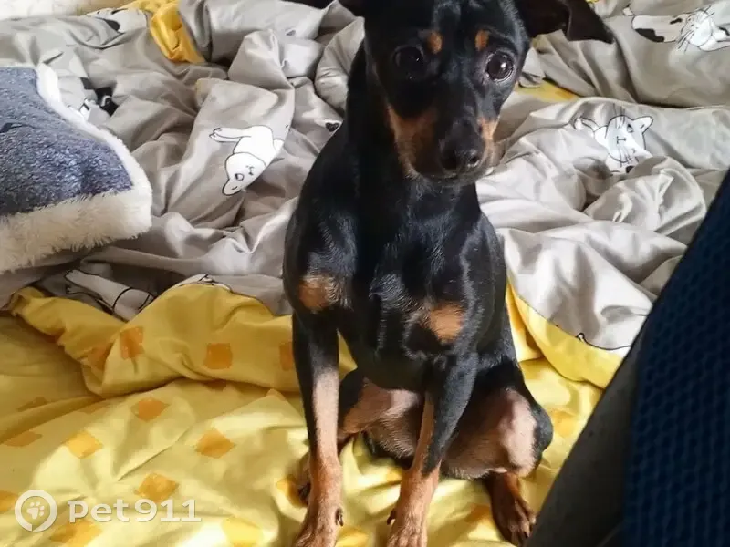 Пропал той терьер, мужской, улица Карла Маркса, Белорецк - photo