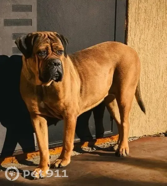 Пропала собака, Волгоград, Волгоградская область - взрослая девочка кане-корсо - photo