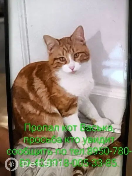 Пропал кот, Староклубная улица, 16, городской округ Сириус - рыжий с белым животом - photo