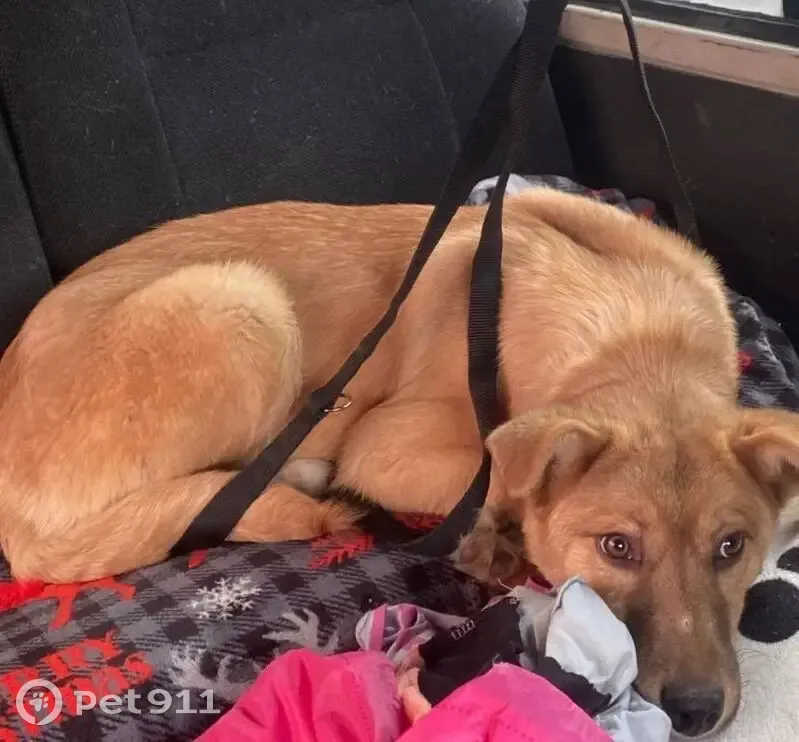 Пропал собака, Красноярск, Красноярский край - видели в Северном - photo