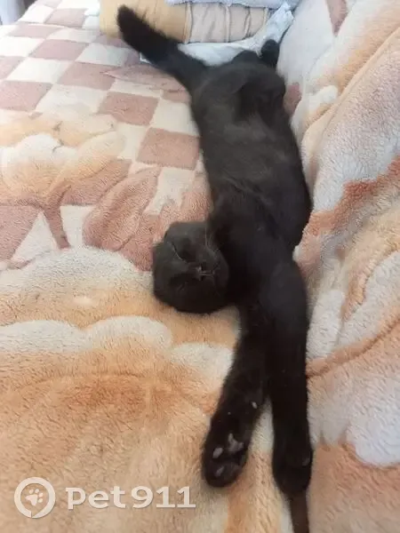 Пропал кот, Революционная улица, 27, Рубцовск - черный, без кончика уха - photo