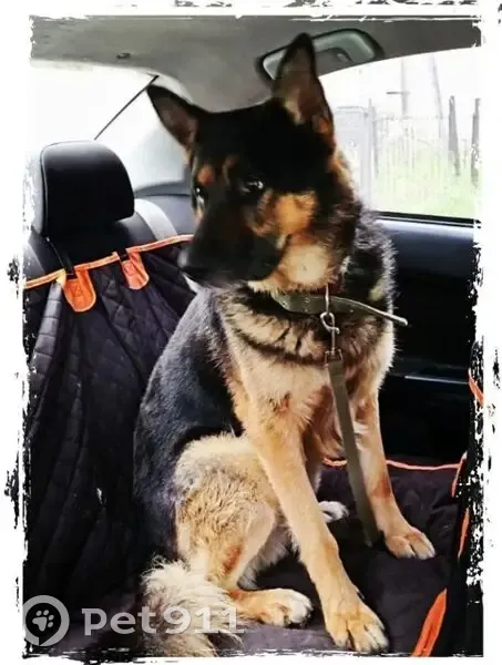 Пропал собака, Школьная улица, 32, Видное - рыже-чёрный - photo