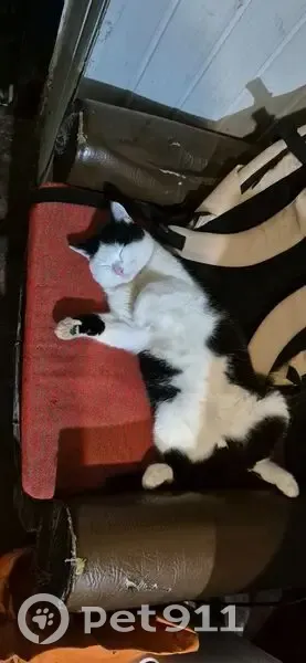 Пропал кот, Александровская улица, 81А, Новочеркасск - чёрно-белый, добрый и отзывчивый - photo