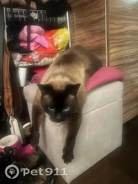 Пропал кот, проспект Луначарского, Череповец - сиамский, 13 лет - photo