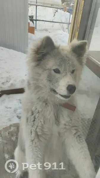 Пропала собака, женский пол, 30-я Северная улица, 39, Омск - серо-белая, азиатский разрез глаз - photo