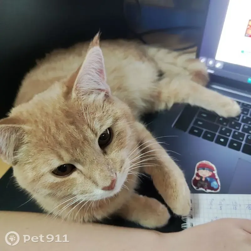 Пропал кот, 29-я Северная улица, Омск - рыжий с карими глазами - photo