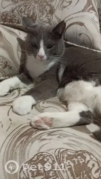 Пропал кот, улица Желябова, Ангарск - белый с серым - photo