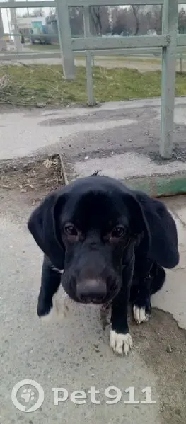 Пропал собака, улица Фадеева, 29, Волгоград - чёрный с белой грудкой - photo