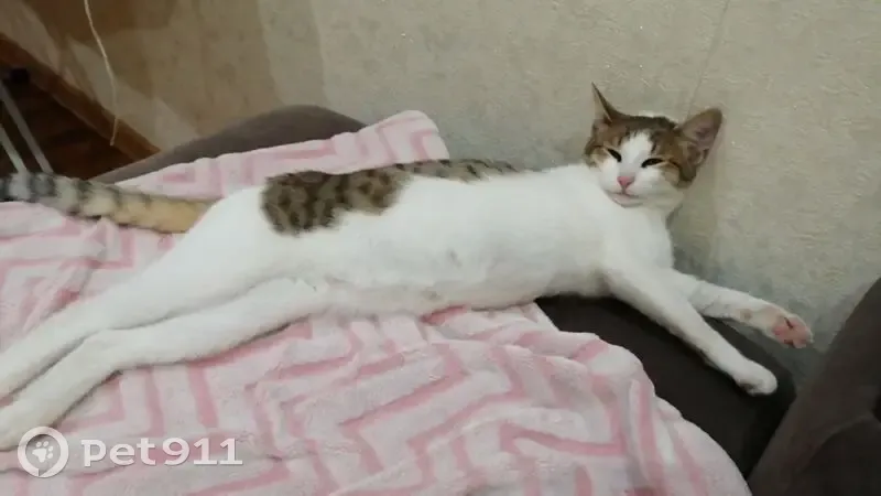 Пропал кот, Дачная улица, Ульяновск - белое пузико и белый клок шерсти в виде сердечка - photo