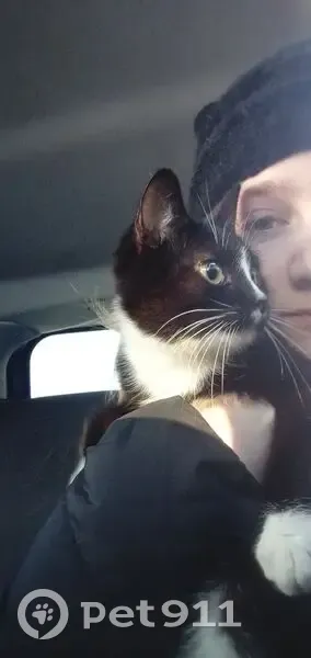 Пропал кот, Почтовая улица, 112, Иваново - черно-белый окрас, кастрирован - photo