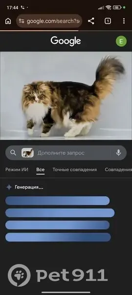 Пропал кот, улица Чапаева, 93, городской округ Пенза - пушистый - photo