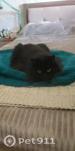 Пропала кошка, улица 11-я Линия, 177, Омск - чёрная, длинношёрстная с зелёными глазами - photo