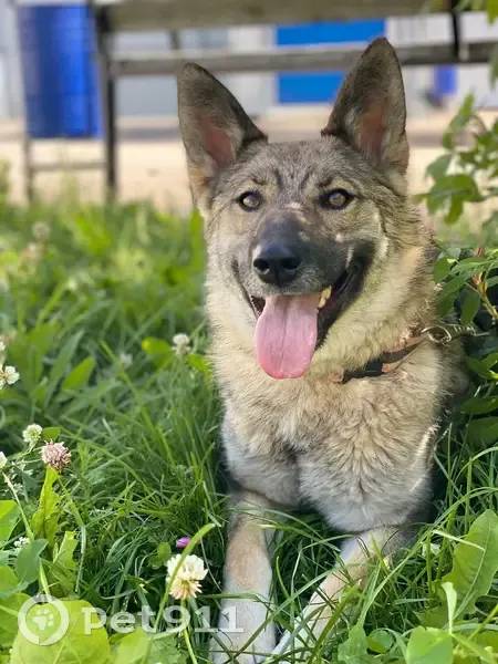 Пропала собака, женский, улица Победы, 12, Куеда - photo