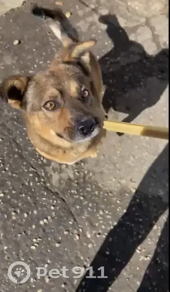 Пропал собака, мужской, улица Ильича, 21А, Тихорецк - рыжий с черными отметинами - photo