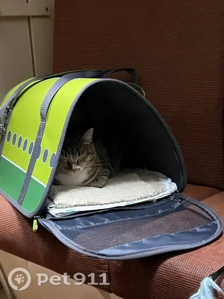 Пропала кошка, Барнаул, Алтайский край - убежала на ж/д вокзале - photo