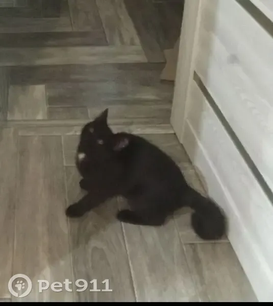 Пропал кот, 1-й переулок Краснознамённой, Лиски - черный с белым пятнышком - photo