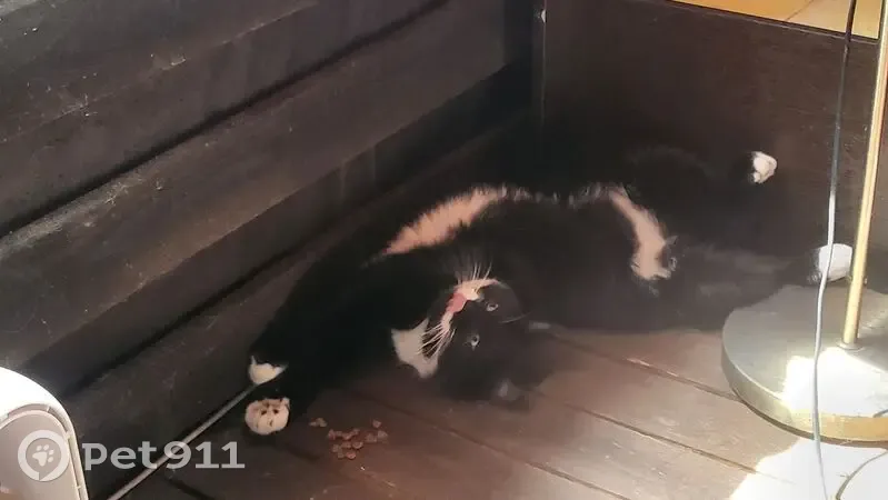 Пропал кот, улица Ленина, 224, Елизаветинская - чёрный с белой грудкой - photo