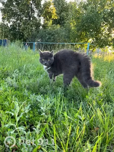 Пропал кот, светло-серый с белым пятном, Отрадный, Самарская область - photo