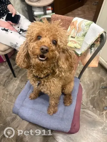 Пропал собака, Революционная улица, 87, Самара - пудель персикового окраса - photo