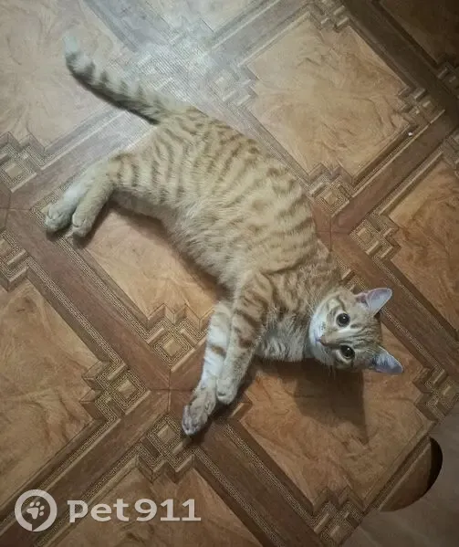 Пропал кот, Отрадный, Самарская область - рыже-белый в полоску - photo