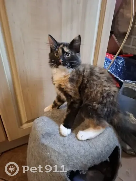 Пропала кошка, Южный переулок, 15, Калининград - разноцветная и игривая - photo