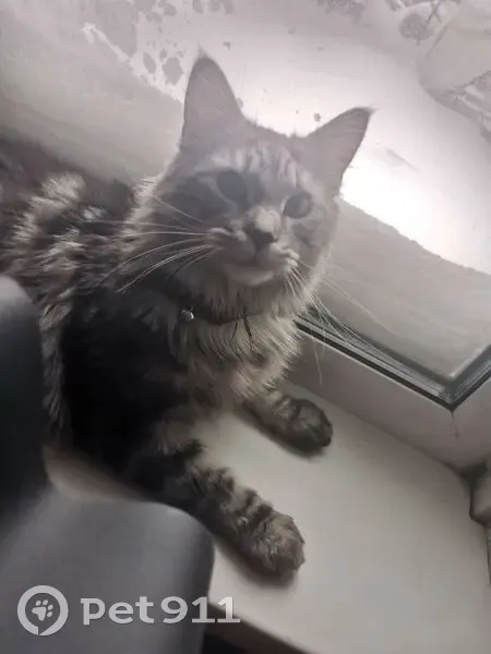 Пропал кот, улица Егорова, 11, Иркутск - пушистый серый с дефектом хвоста - photo