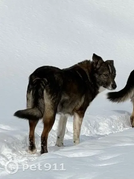 Пропала собака, Парковая улица, Городна, Коломна - коричнево-серая с белой грудью - photo
