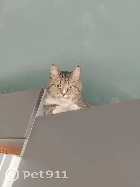 Пропал кот, улица Шестакова, Каменск-Уральский - нет одного клыка - photo