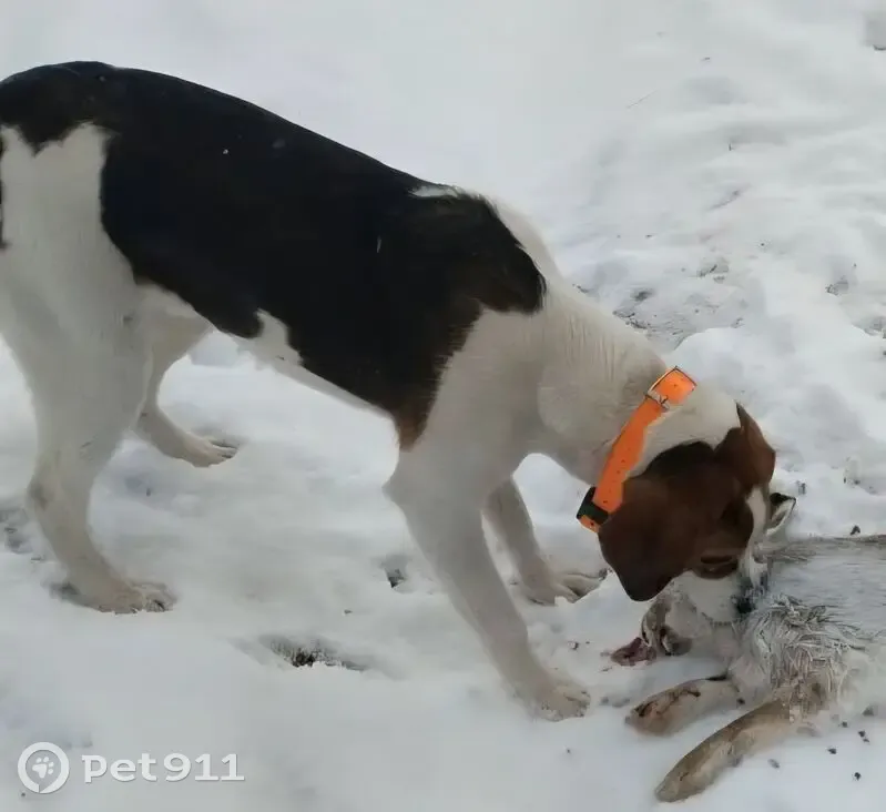 Пропал собака, Лосинское - эстонец, 2 года - photo