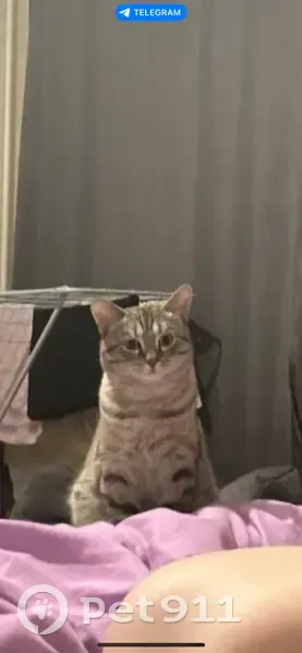 Пропал кот, Коксовая улица, 26, Прокопьевск - откликается на имя Рокки - photo