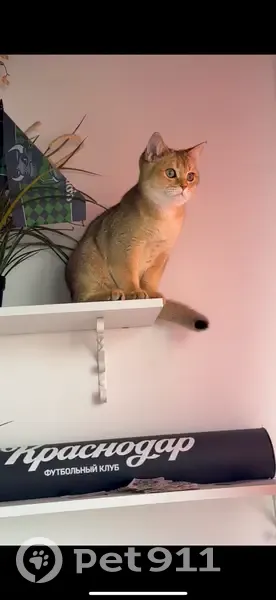 Пропал кот, улица Жлобы, 141, Краснодар - любит играться водичкой - photo