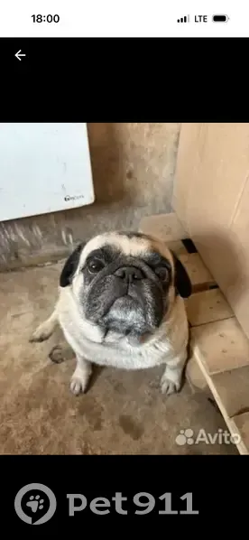 Пропал собака, улица Ромашина, Клинцы - черно-белый окрас - photo