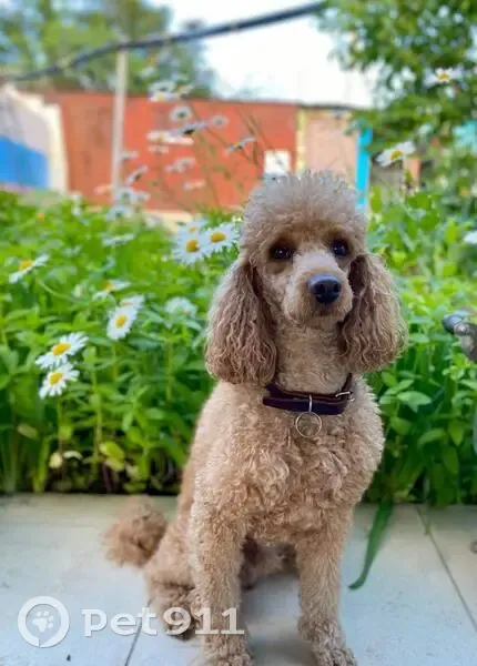 Пропал собака, Малосковская улица, Самара - рыже-карий пудель - photo