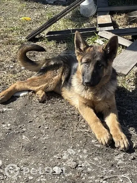 Пропала собака, Набережная улица, 12, Курган - кормящая, висит грудь - photo