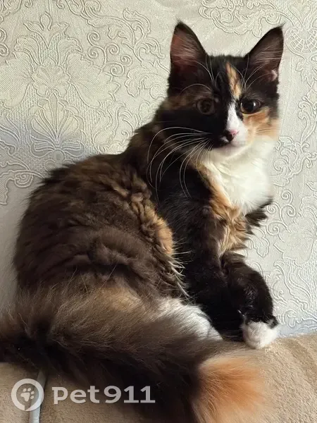 Пропала кошка, улица Сухэ-Батора, 21, Барнаул - photo