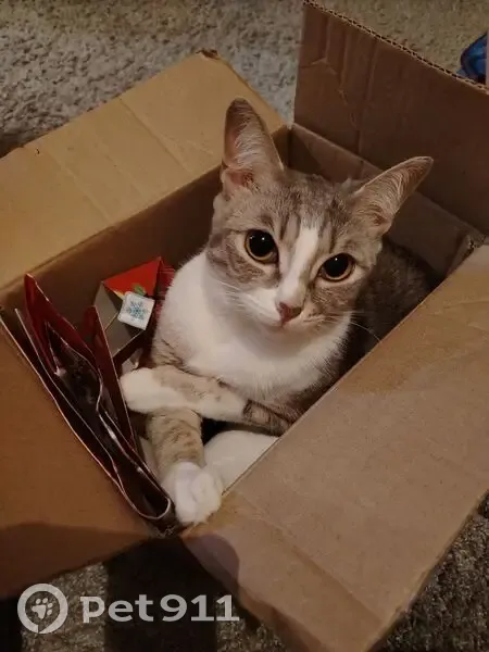 Пропала кошка, улица Розы Люксембург, 10, Саранск - откликается на Плюшу - photo