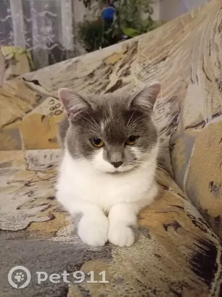 Пропала кошка, улица Калинина, 81, Лабинск - серая с белым - photo