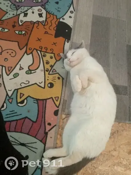 Пропал кот, улица Мира, 13, Карабаново - белый с серыми пятнами - photo