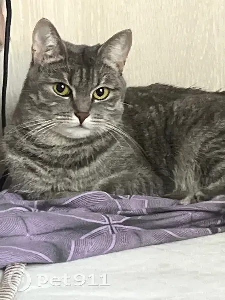 Пропала кошка, Яковлевский переулок, Санкт-Петербург - тёмные серые полосы - photo