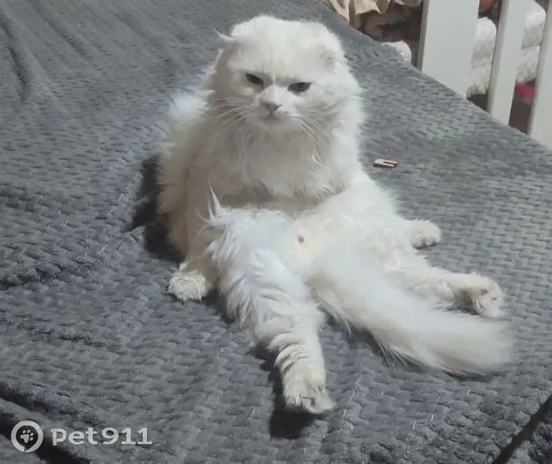 Пропал кот, Центральная улица, Сужа - белый, разный цвет глаз - photo