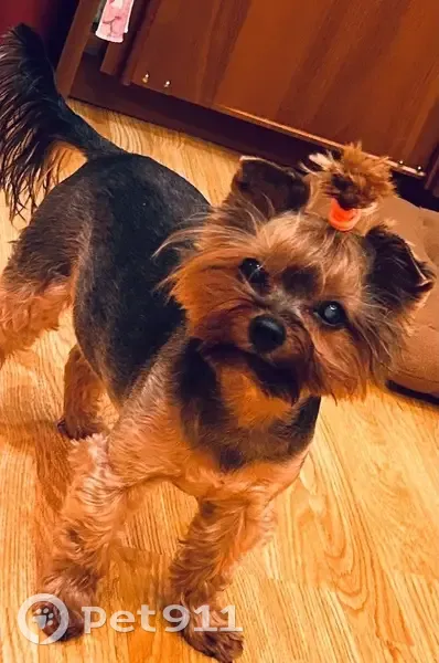 Пропала собака, женский пол, улица Скульптора Мухиной, Москва - 12 лет, нет зубов - photo