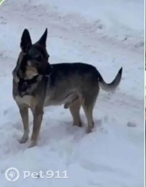 Пропал собака, 2-я Молодёжная улица, 27А, Высокая Гора - серая дворняга в ошейнике - photo