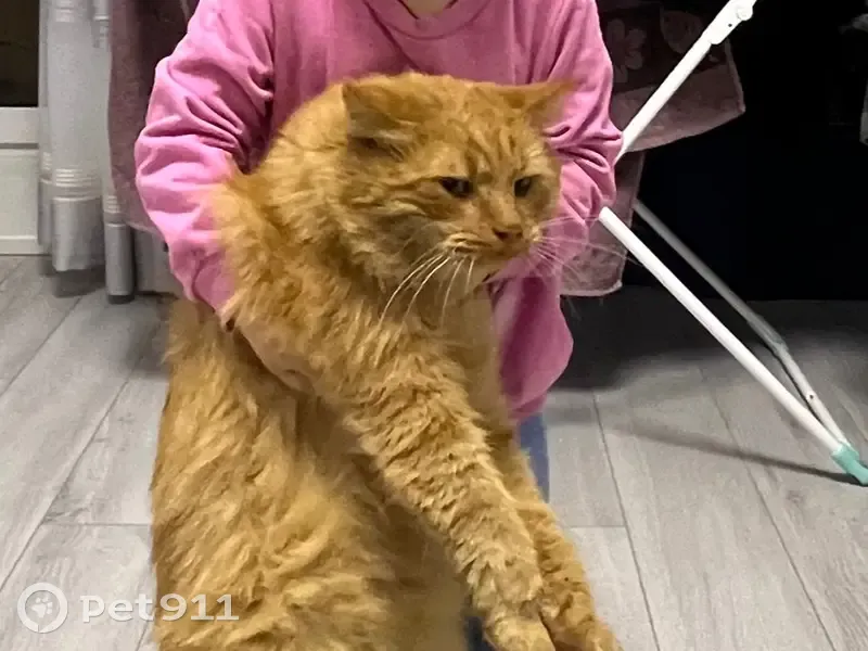 Пропал кот, улица Кирова, 15, Кимры - рыжий пушистый, откликается на Симба - photo