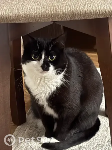 Пропала кошка, Осановский проезд, 14, Вологда - черно-белая, 2 года - photo