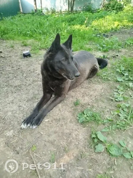 Пропала собака, женский пол, Яснополянская улица, 12, Нижний Новгород - photo