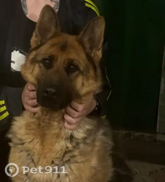 Пропал собака, улица Каширцева, 104, Курск - кобель немецкой овчарки - photo