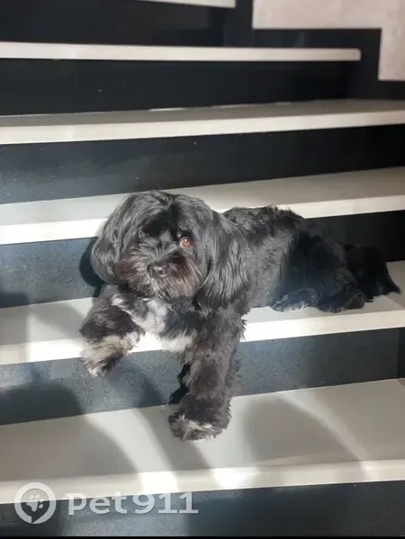 Пропал собака, мужской, Советская улица, Ивановское - чёрный с белым окрасом на груди - photo