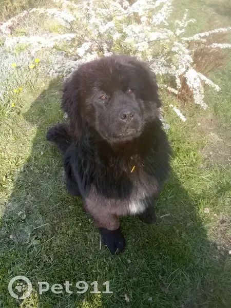 Пропал собака, мужской, Дульная улица, 18, Тула - photo