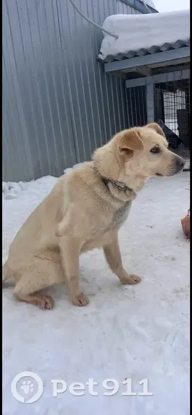 Пропал собака, мужской, Озёрная улица, 39, Хорлово - photo